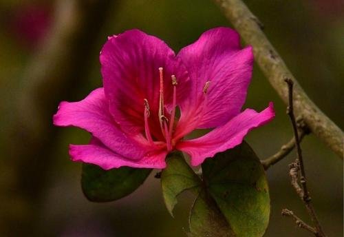 à¦¦à§‡à¦¬à¦•à¦¾à¦žà§à¦šà¦¨