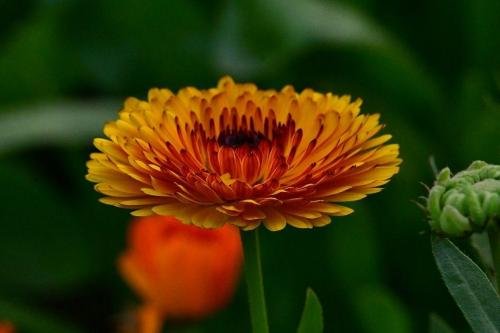 Calendula