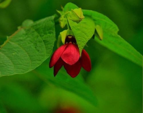 à¦‰à¦²à¦Ÿà¦•à¦®à§à¦¬à¦²