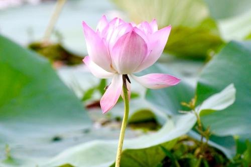 Water-lily by MM