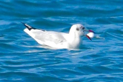 Brown-headed Gull by MM