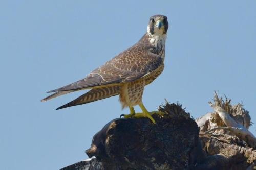 Peregrine Falcon by MM