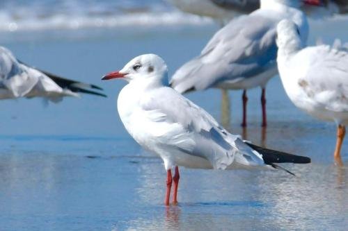 Brown-headed Gull by MM