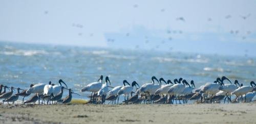 Black-headed Ibis by MM