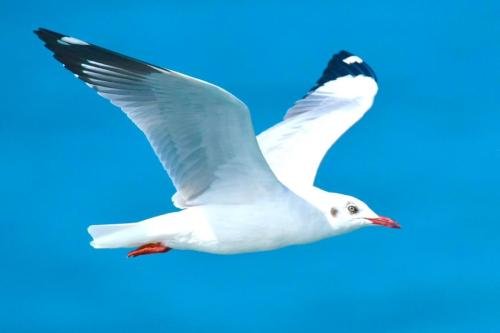 Brown-headed Gull by MM