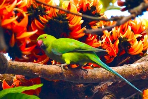 Rose-ringed parakeet