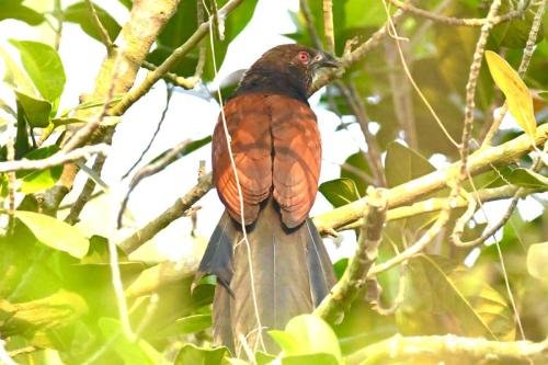 Greater Coucal by MM 