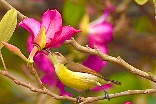 Purple Sunbird 