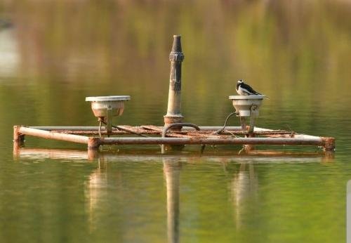 White browed wagtail by SMI